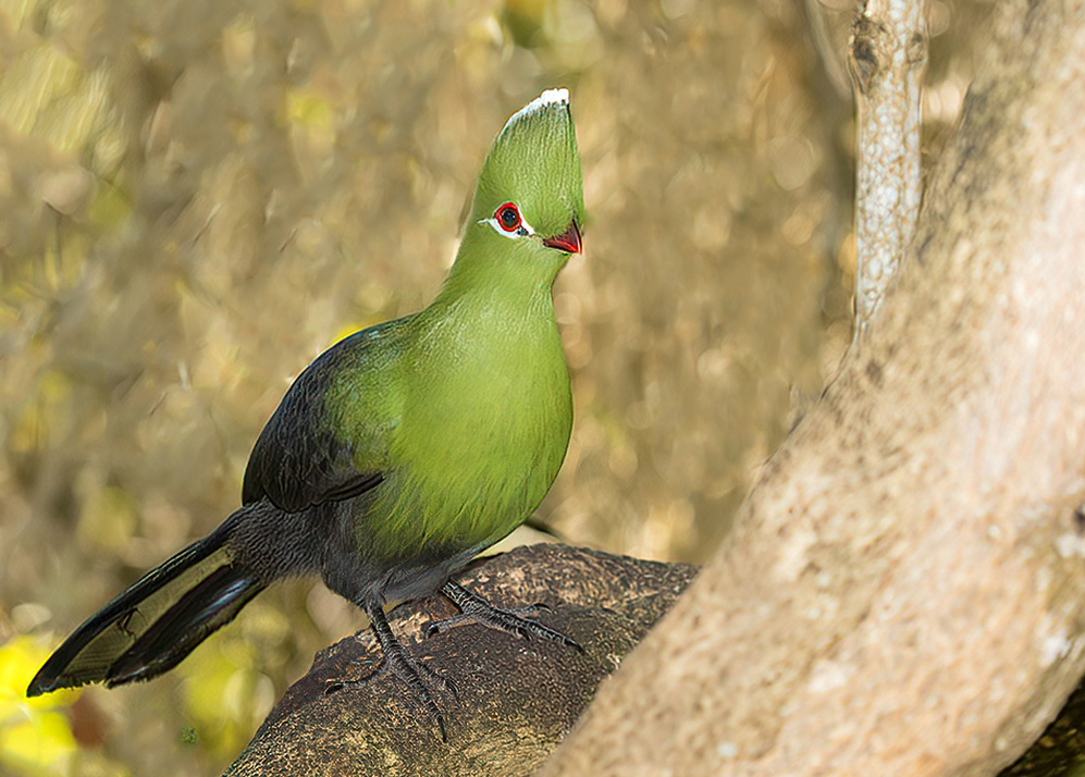 Knysna Turaco